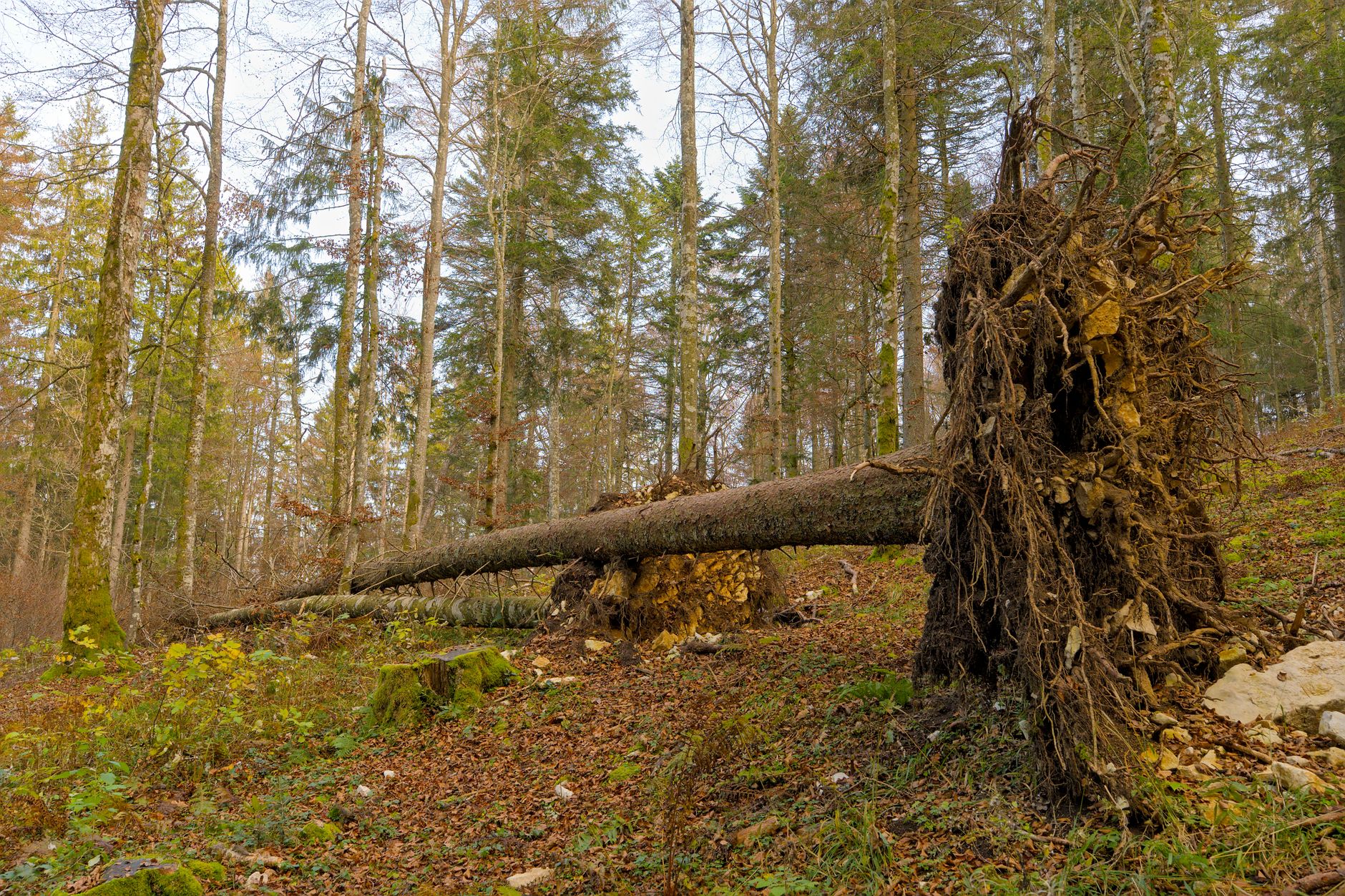 Enlèvement arbre urgence à La Courneuve